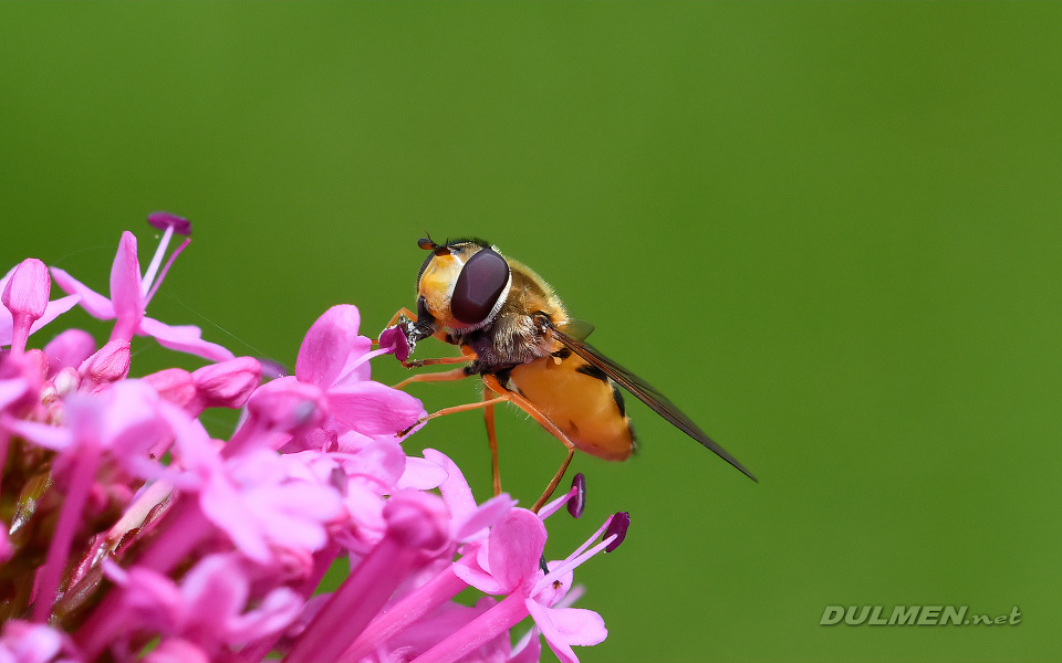 Hoverfly (female, Eupeodes corollae)